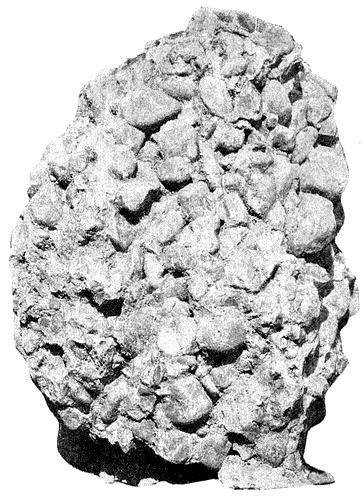 FIG. 2. Piece of Potsdam
 conglomerate. The larger pebbles are about three inches in diameter.