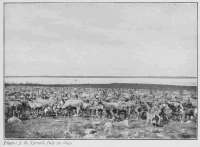 Photo: J. P. Tyrrell, July 30, 1893.
HERD OF CARIBOU ON THE BANKS OF DUBAWNT RIVER