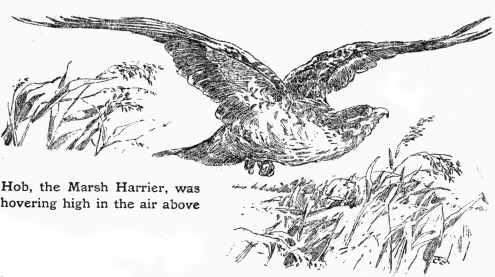 Hob, the Marsh Harrier, was hovering high in the air
above