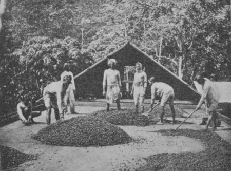 Fig. 41.&mdash;Drying Cocoa Seed. Ceylon.

(Permission of Walter Baker & Co., Ltd.)