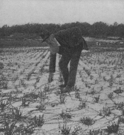 Fig. 45.&mdash;A Cranberry Bog. Showing the Young Vines.