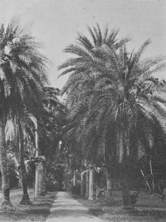 Fig. 55.&mdash;Date Palm Trees.