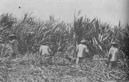 Fig. 25.&mdash;Cutting Sugar Cane.