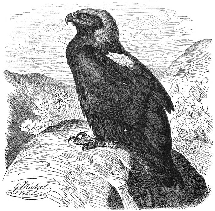 Koningsarend (Aquila melana&euml;tus). 1/10 v. d. ware grootte.