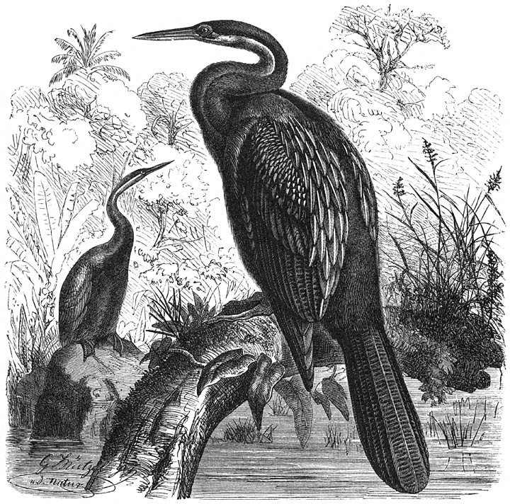 Afrikaansche Slanghalsvogel (Plotus Levaillantii). &frac14; v. d. ware grootte.
