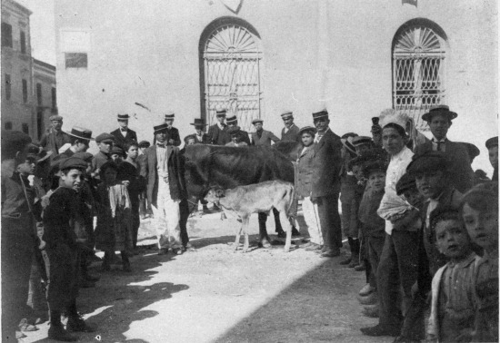 “Baby, tied to mother’s tail, managed to get a few pints
of breakfast as the crowd posed.”