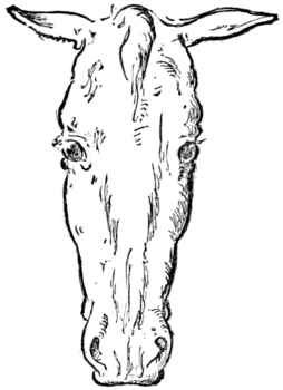 Fig. 2.&mdash;Head of Low-Bred Horse.