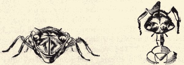 Young (nymph) dragon-fly.