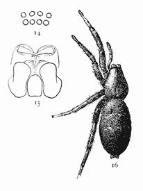 Figs. 14, 15, 16.
Prosthesima atra.&mdash;16,
female enlarged
four times.
14, eyes seen from
in front. 15, maxill&aelig;,
labium, and
ends of mandibles
from below.