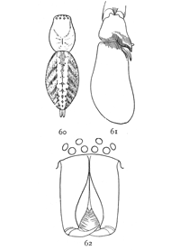 Figs. 60, 61, 62. Clubiona ornata.&mdash;60, back of female
enlarged four times to show markings. 61,
palpus of male. 62, front of head and mandibles of male.