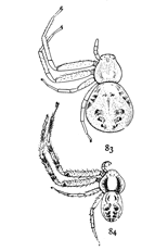 Figs. 83, 84. asperata.&mdash;83, female
enlarged four times. 84, male enlarged four times.