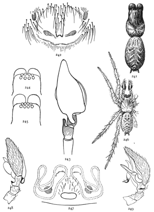 Figs. 241, 242, 243, 244, 245, 246, 247, 248,
249. Tegenaria longitarsus.&mdash;241, back of female. 242, epigynum.
243, palpus of male seen from above. 244, head of Tegenaria medicinalis. 245, head
of Tegenaria longitarsus. Tegenaria complicata.&mdash;246, female enlarged four times.
247, epigynum. 248, 249, male palpus.