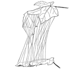 Fig. 296. Web of Argyrodes trigonum
between two maple leaves.