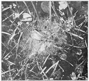 Fig. 325. Web of young Linyphia mandibulata in short grass near the ground.
About the real size.