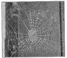 Fig. 432. Middle of web of Zilla atrica with
the open segment and thread to the nest at
the left.
