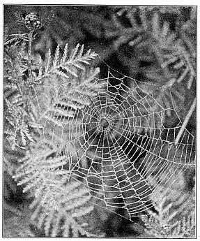 Fig. 460. The same web shown in Fig. 459, treated so as to show the inner spiral
and the hole in the middle of the web.