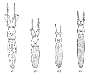 Figs. 461, 462, 463, 464. Backs of females of four species of Tetragnatha.&mdash;461,
grallator. 462, extensa. 463, laboriosa. 464, straminea.