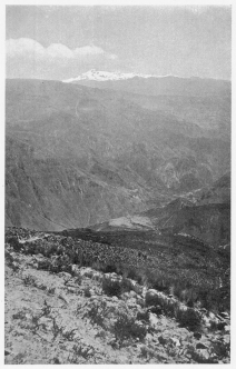 Fig. 131&mdash;Terraced valley slopes at Huaynacotas,
Cotahuasi Valley, at 11,500 feet (3,500 m.). Solimana is in the
background. On the floor of the Cotahuasi Canyon fruit trees grow. At
Huaynacotas corn and potatoes are the chief products. The section is
composed almost entirely of lava. There are over a hundred major flows
aggregating 5,000 to 7,000 feet thick.