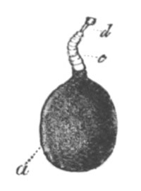 Cysticercus cellulos�