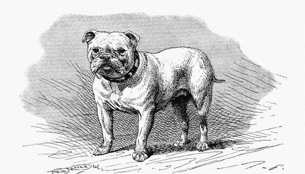 BULLDOG, CH. "LADY ROZELLE" C. H. LANE OWNER.
(SMALL)