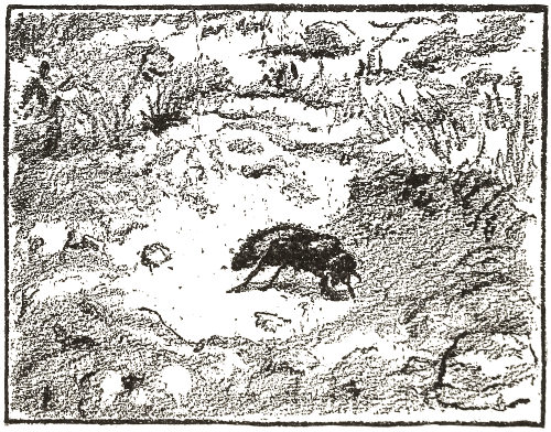  She is a kind of
Wasp without wings, named Mutilla