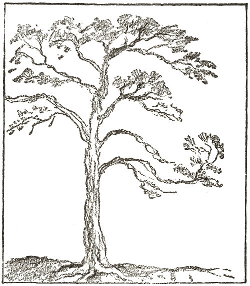 You hungry little Caterpillars,
  if I let you have your way, I should soon be robbed
  of the murmur of my once so leafy pines.