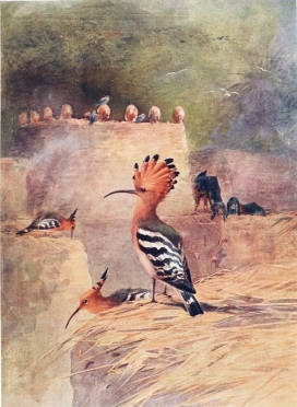 HOOPOE

On the house-tops.