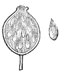 Fig.&nbsp;22.—Ripe fruit
and detached seed of a Rose.