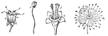 Fig.&nbsp;24.—Flower of the Spiræa.