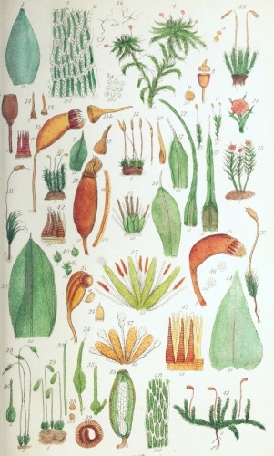 Plate III.

W Bagg sculp

London: John Van Voorst.