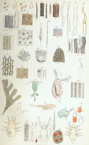 Plate IX.

W Bagg sculp

London: John Van Voorst.