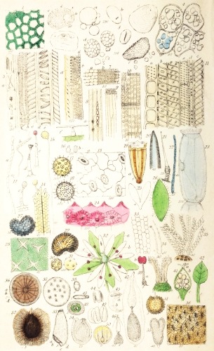 Plate I.

London, John Van Voorst.