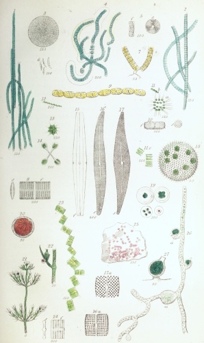 Plate VI.

W Bagg sculp

London: John Van Voorst.