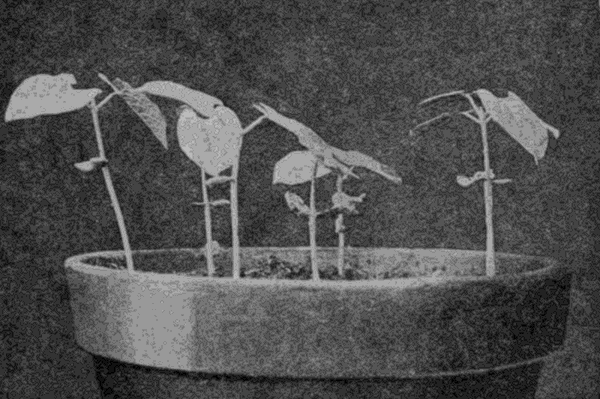 THE
BEANS AT THE END OF TWO WEEKS