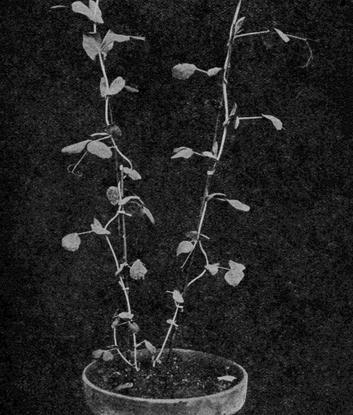 THE
PEASE RUN UP STRAIGHT LADDERS