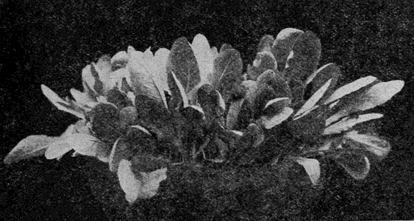 THE VERY
SMALL LETTUCE LEAVES