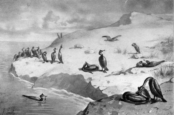 Love on a Rock: Shags During the Breeding
Season.