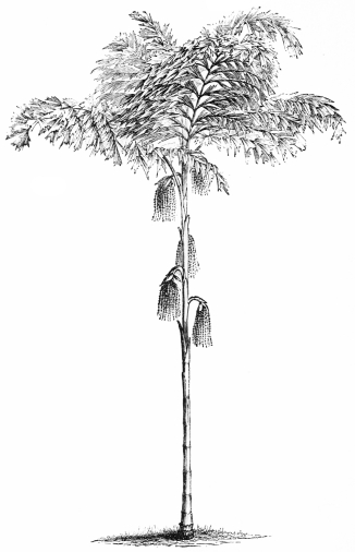 Image not available: CARYOTA SOBOLIFERA.

Tender Palm; for summer use in the southern counties only.