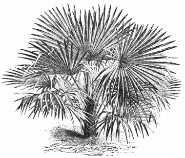 Image not available: CHAMÆROPS EXCELSA.

Hardy Palm: best in sheltered positions.