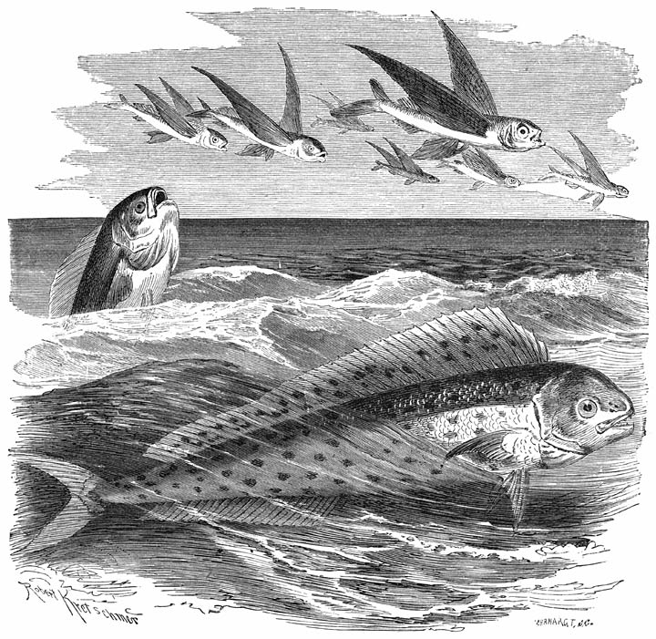 Goudmakreel (Coryphaena hippuris). ​1&frasl;10​ v. d. ware grootte.