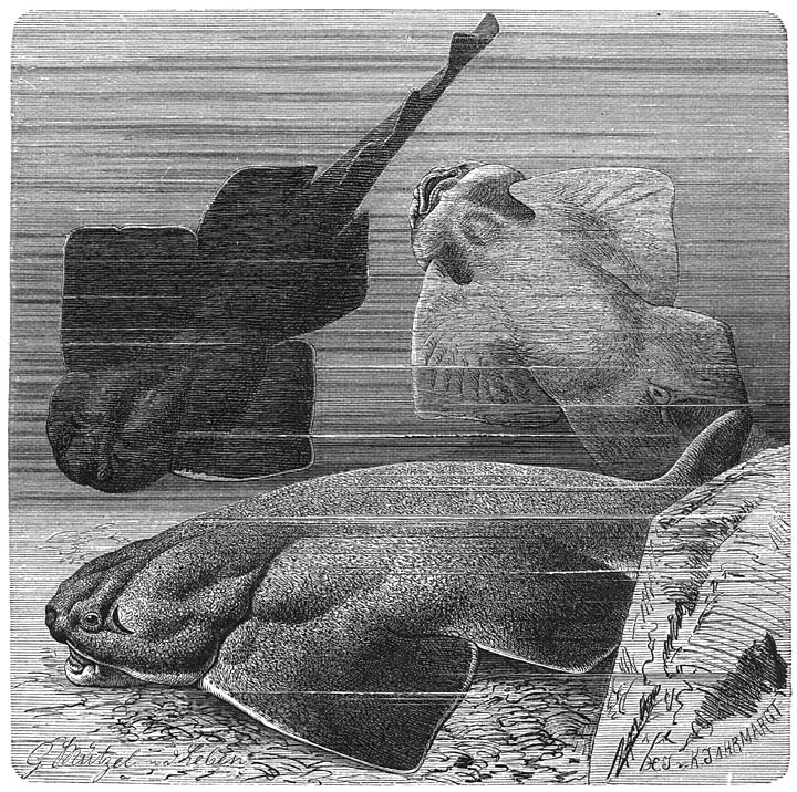 Zee&euml;ngel (Rhina squatina). ​1&frasl;12​ v. d. ware grootte.