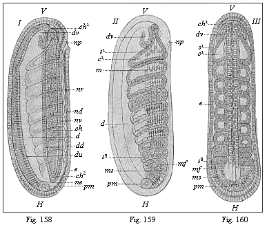 Figs. 158-160. Embryo of the
amphioxus, twenty four hours old, with eight somites.