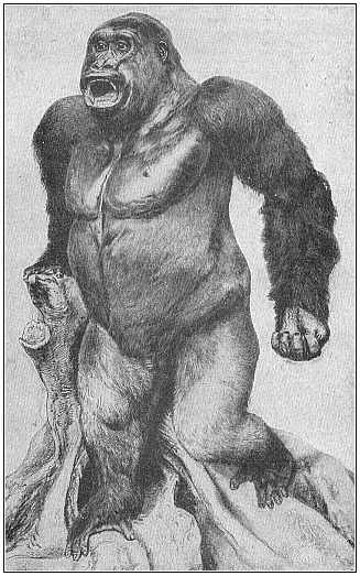 Fig.209. Male giant-gorilla (Gorilla
gigas), from Yaunde, in the interior of the Cameroons. Killed by H. Paschen,
stuffed by Umlauff.