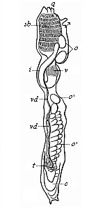Organisation of an
Ascidia (as in Fig. 220, seen from the left).