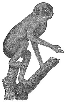 Fig.275. The Slender
Lori (Stenops gracilis) of Ceylon, a tail-less lemur.