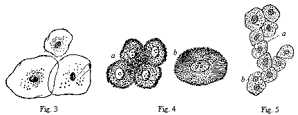 Fig.3 Three epithelial
cells. Fig. 4 Five spiny or grooved cells. Fig. 5 Ten liver-cells.