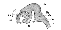 Fig.301. Brain of an
ox-embryo, two inches in length.