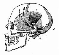 Fig.324. The
rudimentary muscles of the ear in the human skull.