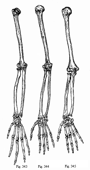 Fig.343-345. Arm and
hand of three anthropoids. Fig. 343. Chimpanzee (Anthropithecus niger). Fig.
344. Veddah of Ceylon (Homo veddalis). Fig. 345. European (Homo
mediterraneus).