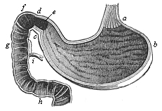 Fig.349. Human stomach
and duodenum, longitudinal section.